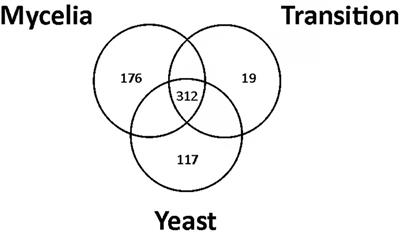Metabolic Peculiarities of Paracoccidioides brasiliensis Dimorphism as Demonstrated by iTRAQ Labeling Proteomics